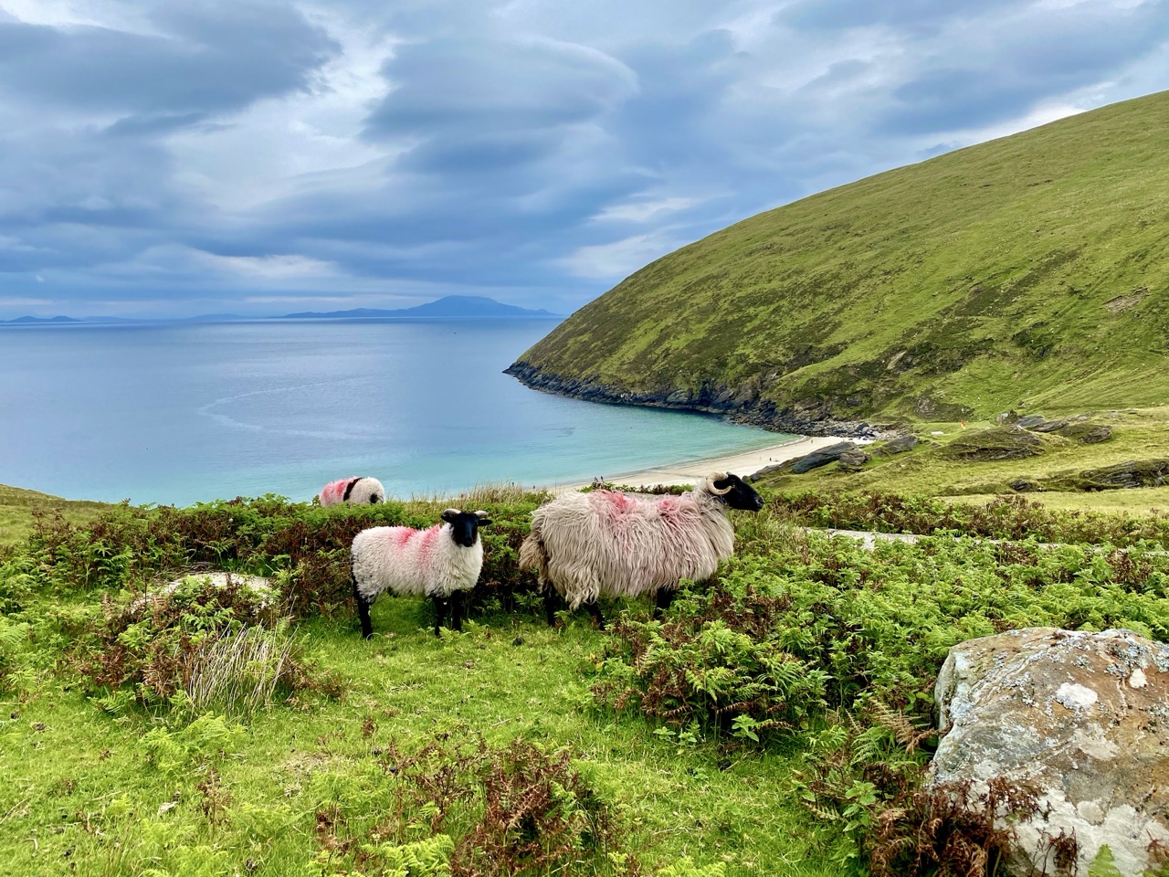 Sheep on green hillside overlooking a sheltered Achill bay