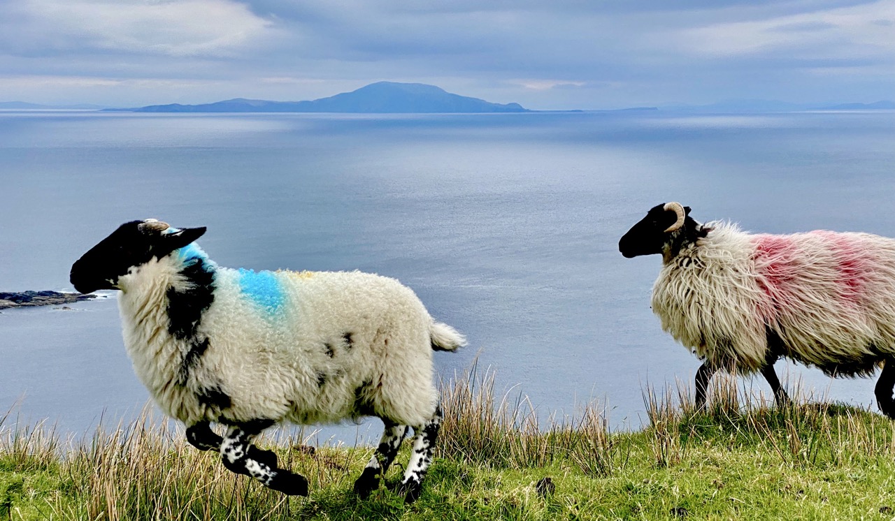 Two sheep above the Atlantic coast on Achill Island