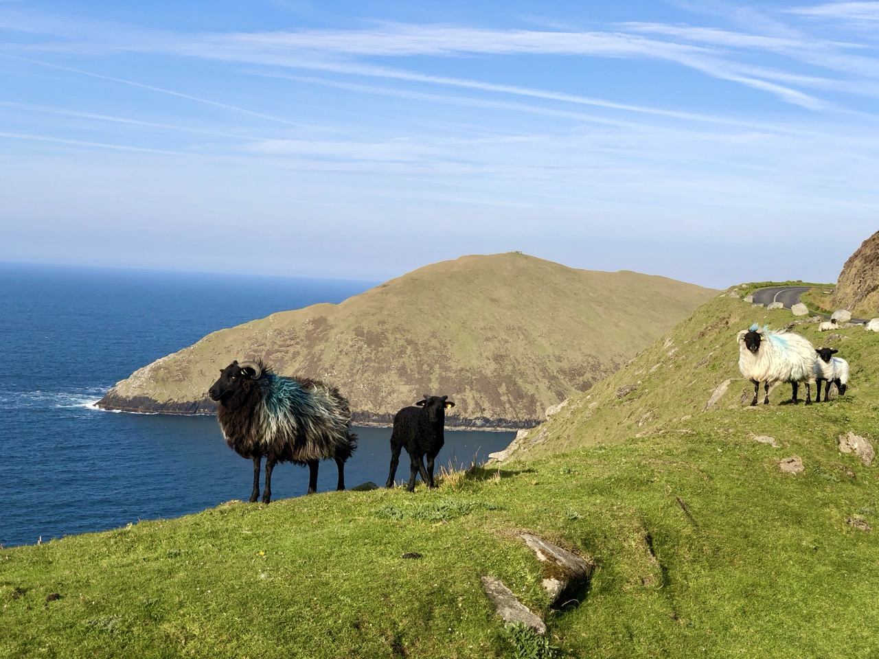 Sheep standing on a green coastal hillside above the Atlantic